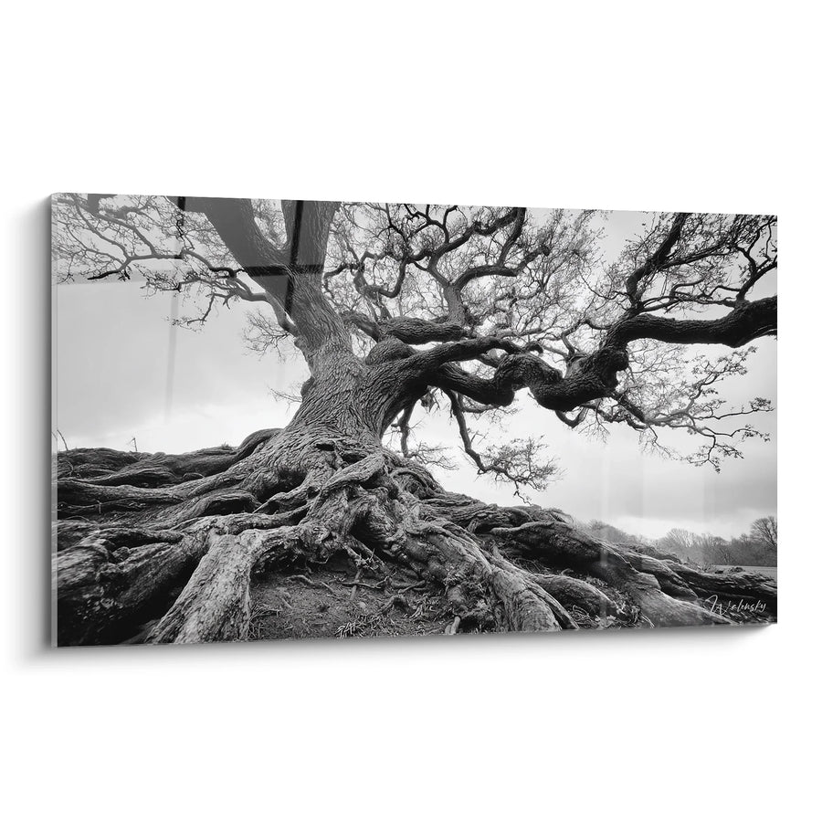 Tableau arbre centenaire - Racines éternelles - Edition paysage noir et blanc