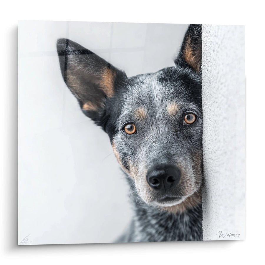 Tableau Chien aux Yeux Ambrés Derrière un Mur Blanc - Regard Perçant - Edition Australian Cattle Dog