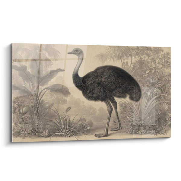 Tafel Struisvogel Gravure Oude Sepia Palmbomen Tropische - Naturalisme Retro - Editie Struisvogel