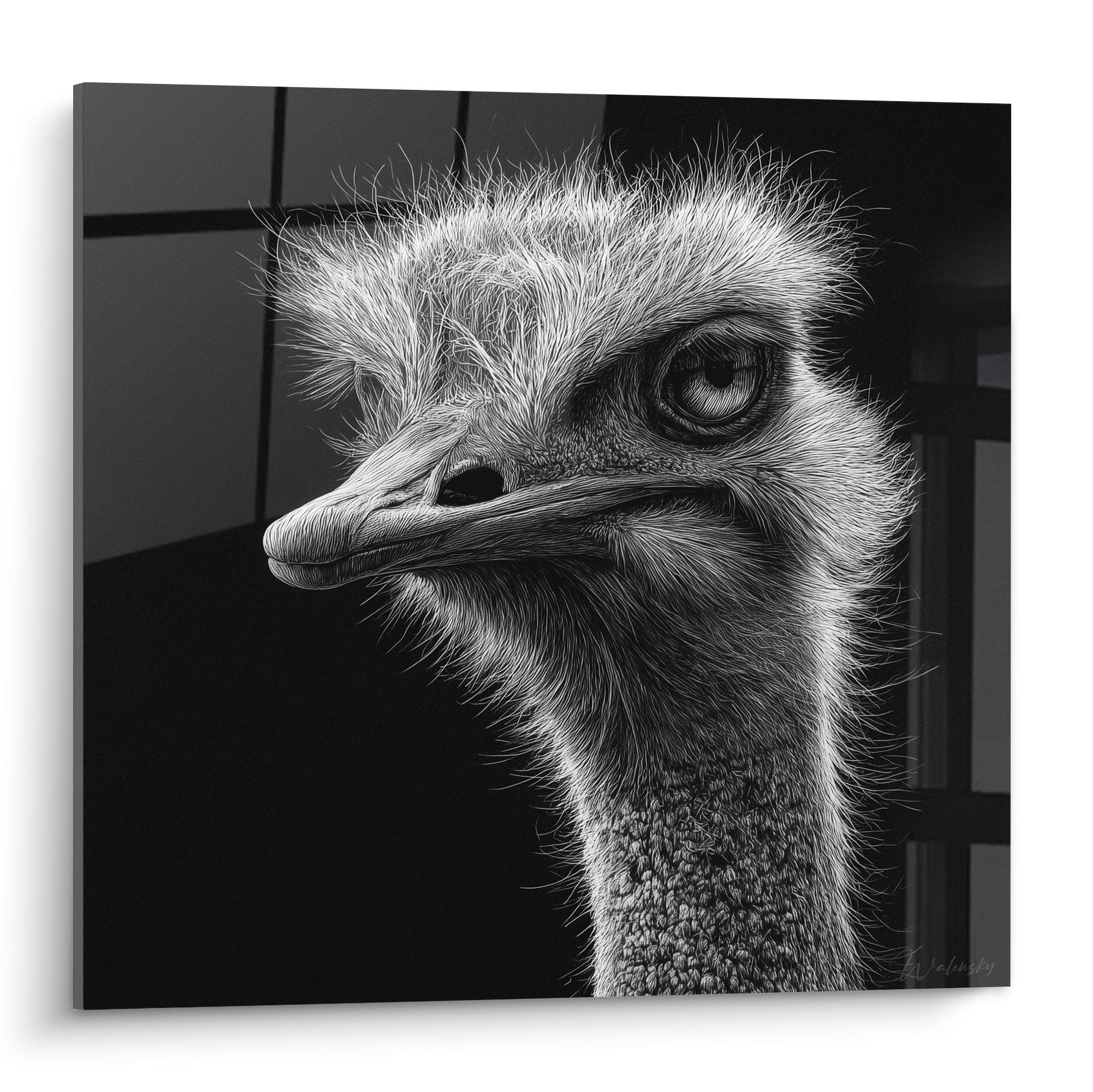 Portrait d'autruche en noir et blanc avec regard intense et plumage détaillé sur fond sombre