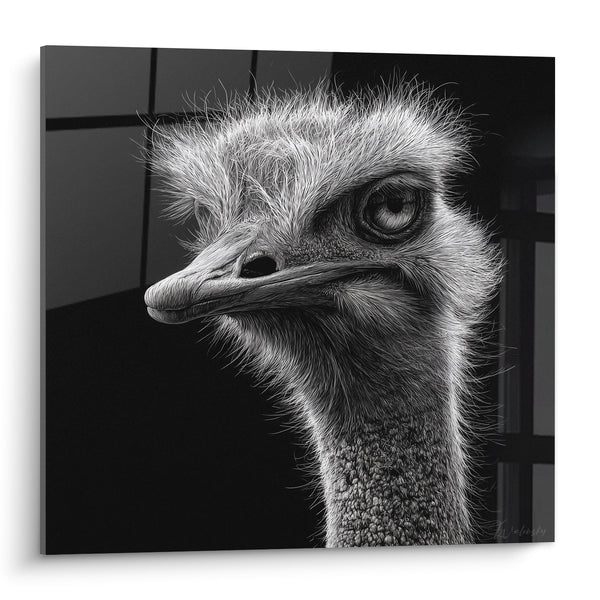 Zwart-wit Struisvogel Portret Gedetailleerd Doordringende Blik - Wilde Majesteit - Struisvogel Editie