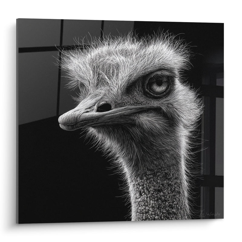 Tableau Autruche Noir et Blanc Portrait Détaillé Regard Perçant - Majesté Sauvage - Edition Autruche