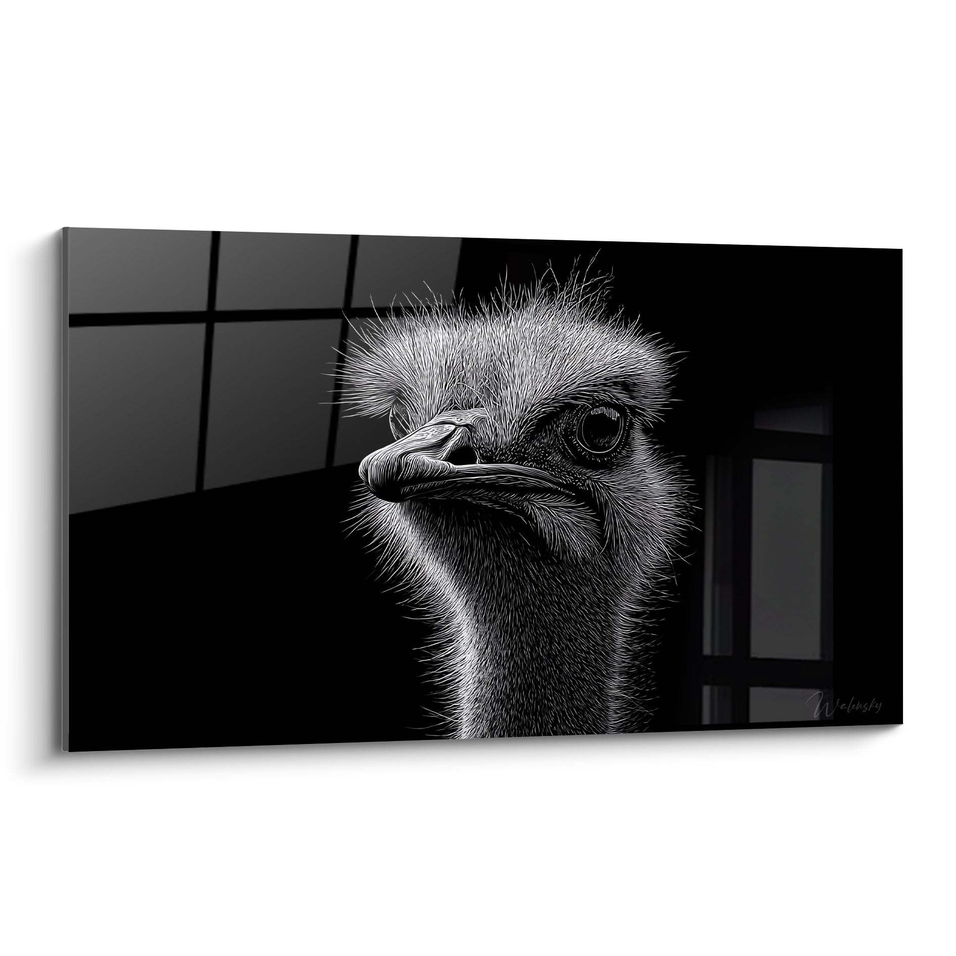 Autruche au regard sombre et perçant, plumage blanc texturé sur fond noir anthracite intense