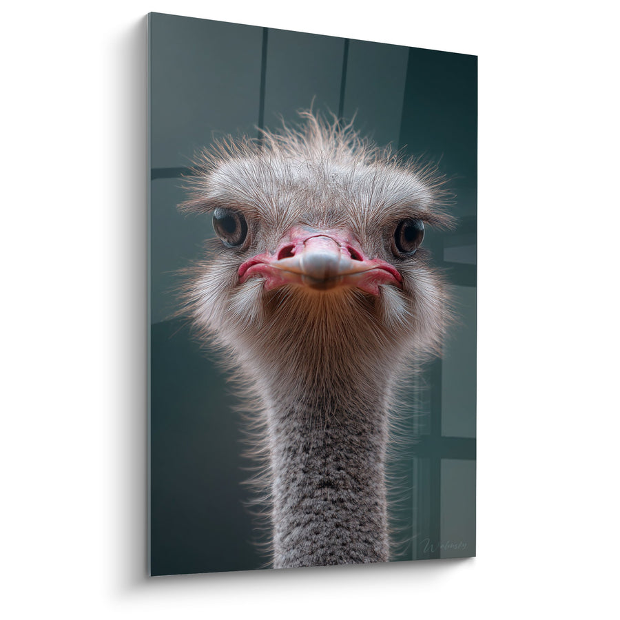 Tableau Tête d'Autruche aux Grands Yeux Bruns et Plumes Hérissées - Regard Curieux - Edition Autruche