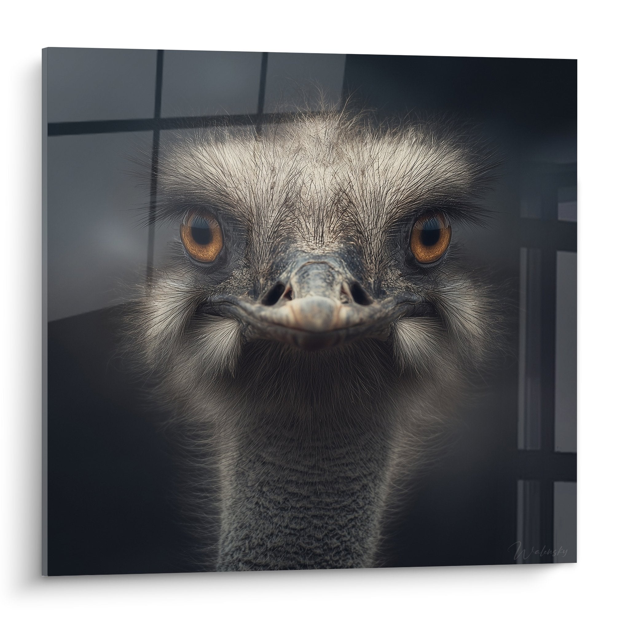 Tableau autruche portrait face camera yeux dores plumage gris anthracite regard intense art mural moderne