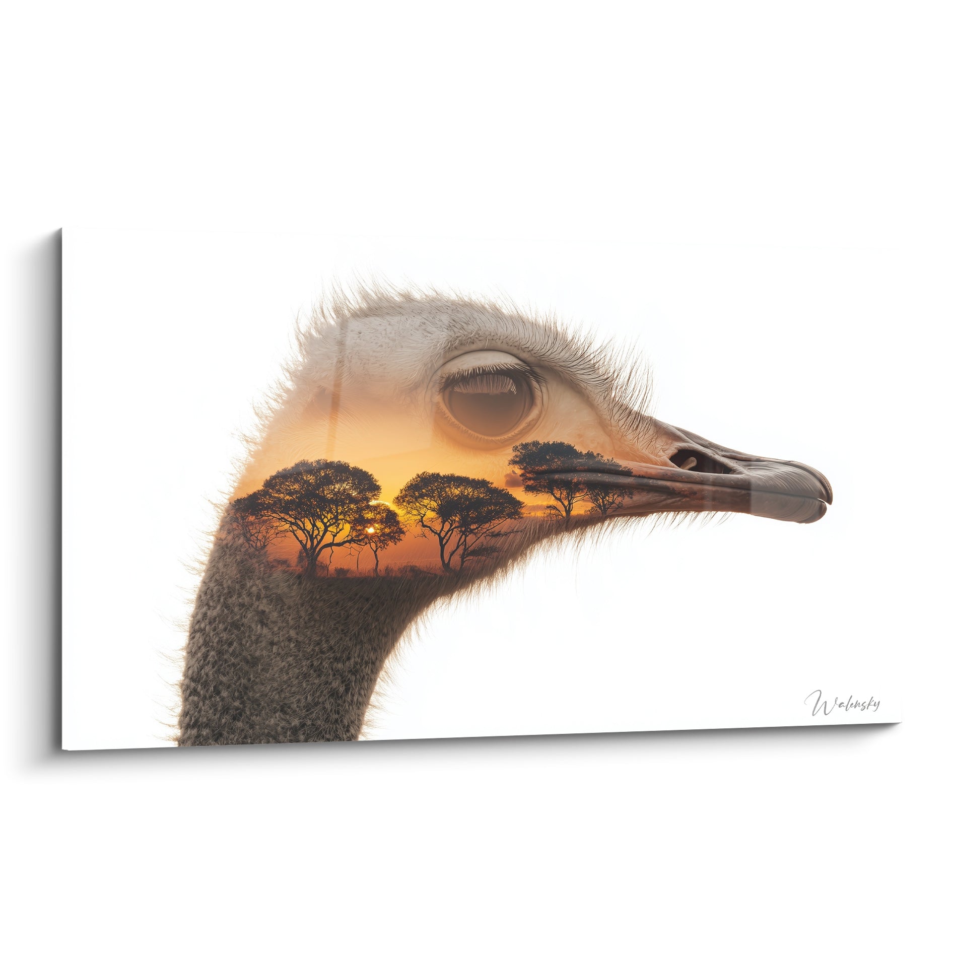 Autruche au regard perçant, plumage gris et savane orangée en double exposition sur fond blanc