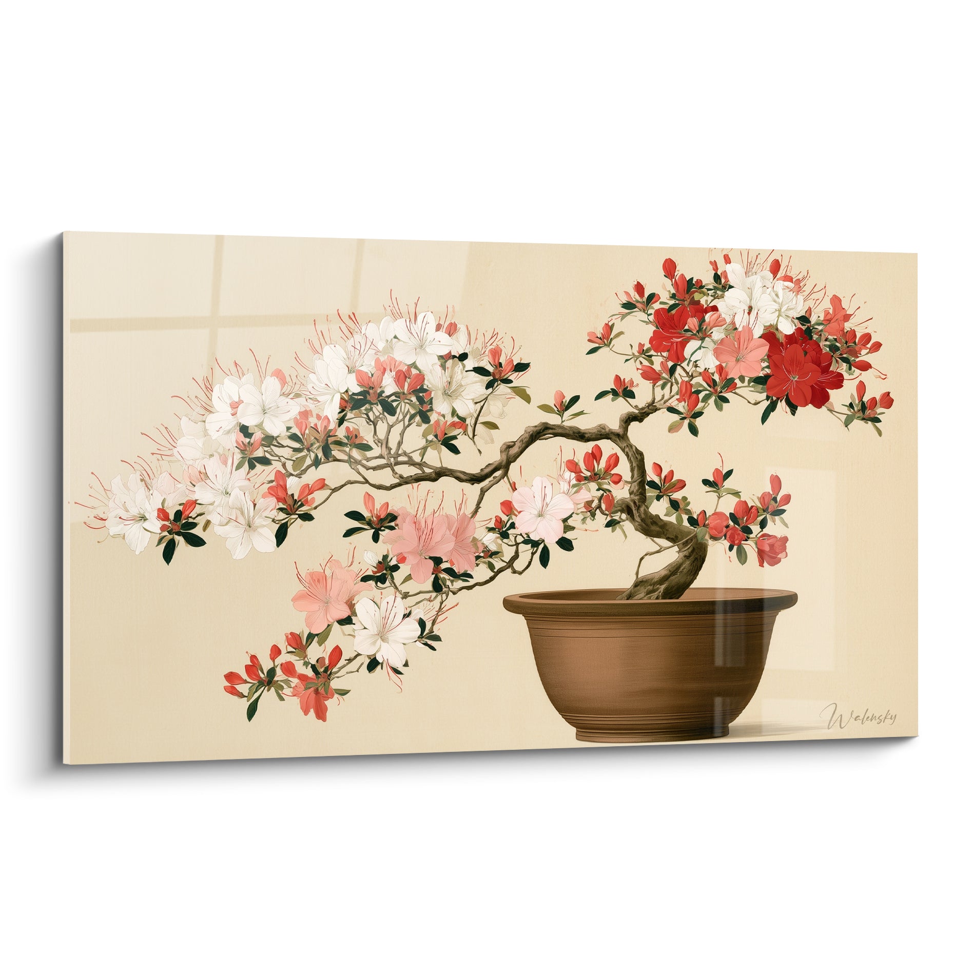 Azalée en fleurs rouges et blanches sur branche sinueuse et pot terracotta