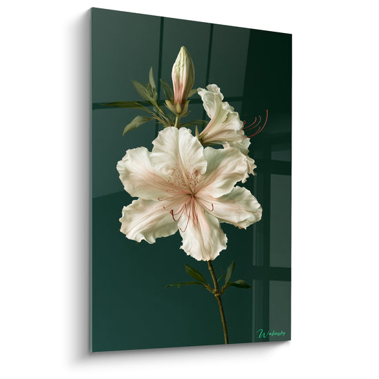 Dipinto Fiore bianco e verde scuro con stami rossi filamentosi - Bocciolo chiuso e stelo - Edizione Azalea