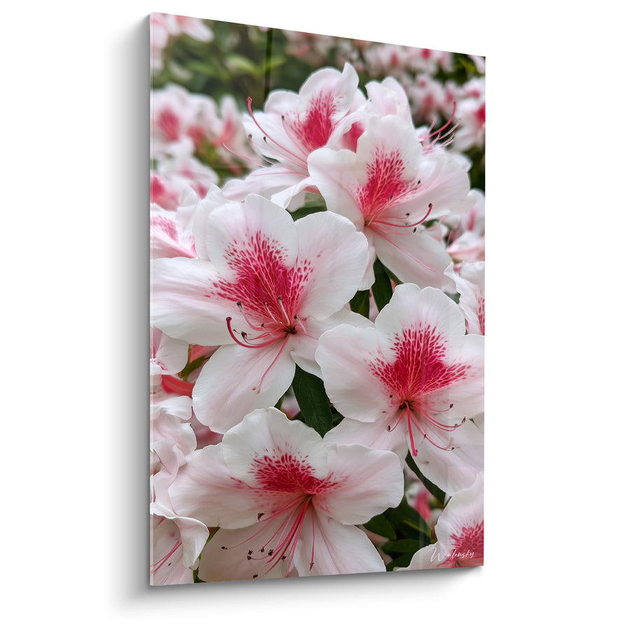 Tableau Fleurs blanches et roses aux étamines pourpres délicates - Cœur moucheté fuchsia - Edition Azalée