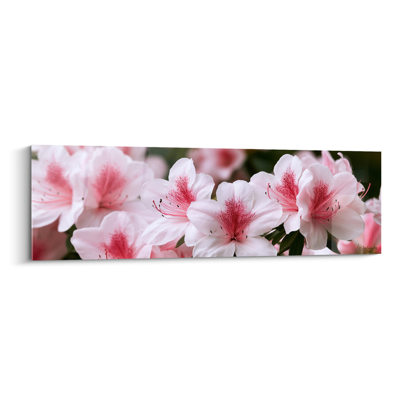 Tableau Fleurs blanches et roses aux nervures cramoisies denses - Rangée en lumière douce - Edition Azalée