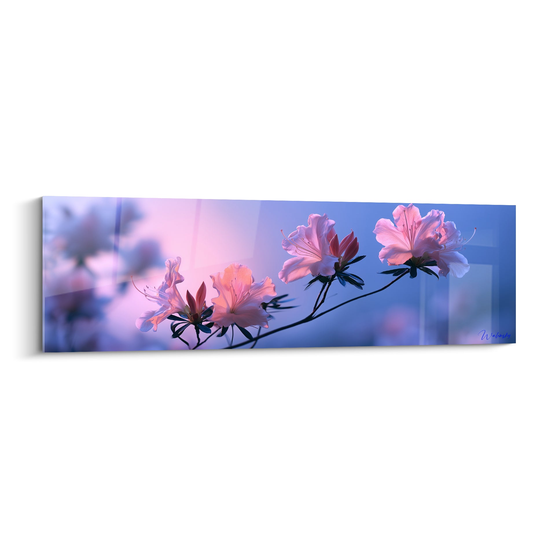 Azalée rose pâle et bleu lavande, branche fleurie éclairée en pleine floraison délicate
