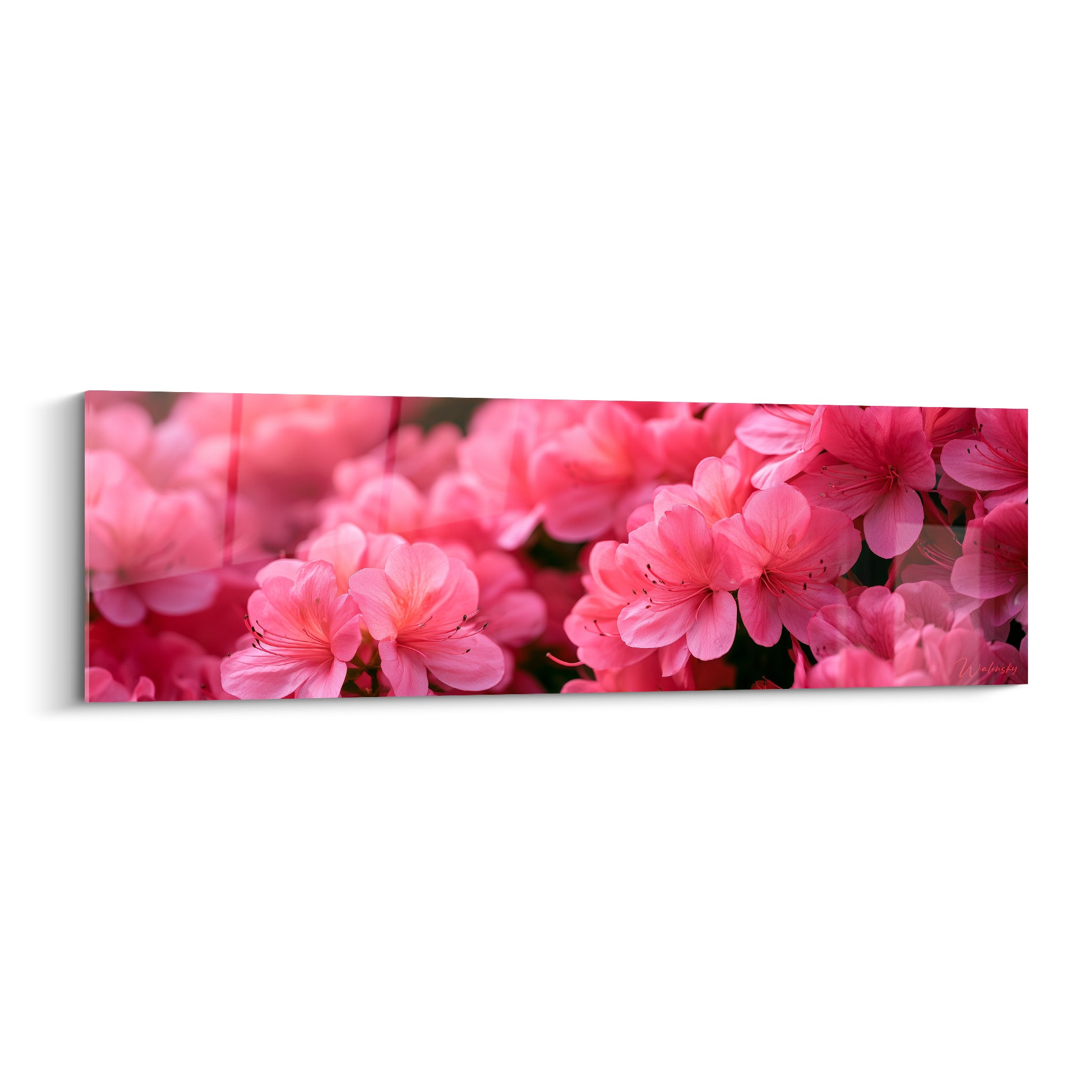 Azalées roses et fuchsia en gros plan, pétales denses aux nuances contrastées et lumière douce