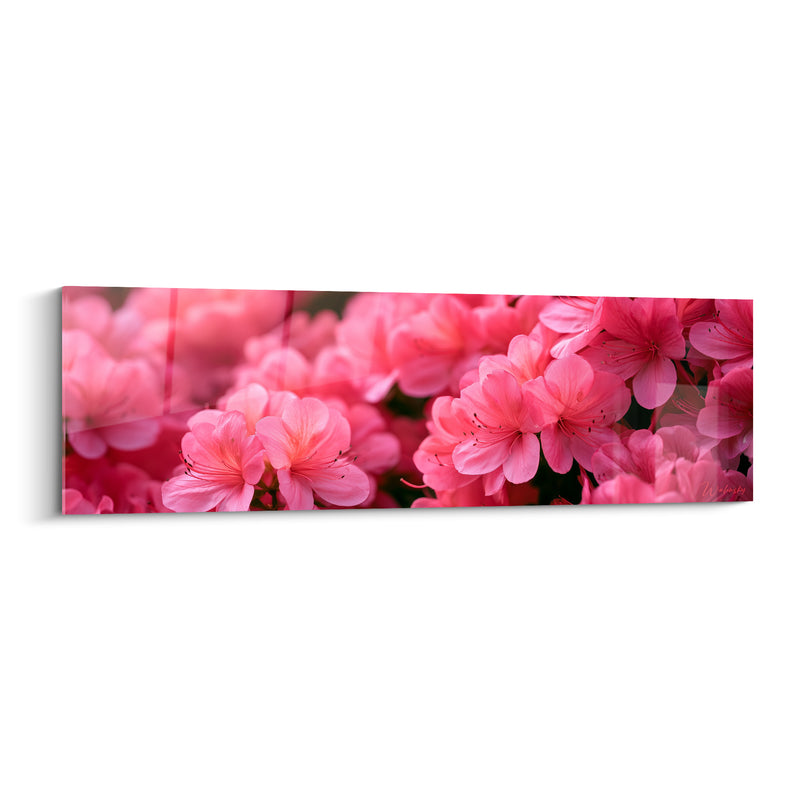 Tableau Fleurs rose et magenta aux étamines noires filiformes - Panorama floral dense - Edition Azalée