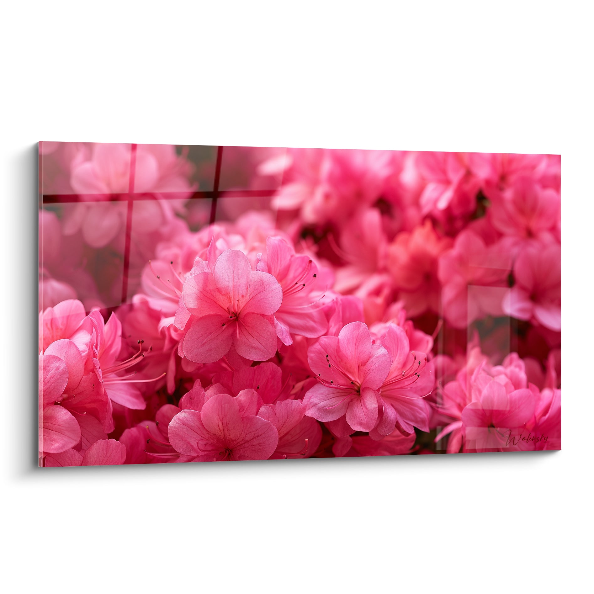Azalées roses en pleine floraison, pétales fuchsia et magenta au grain velouté serré
