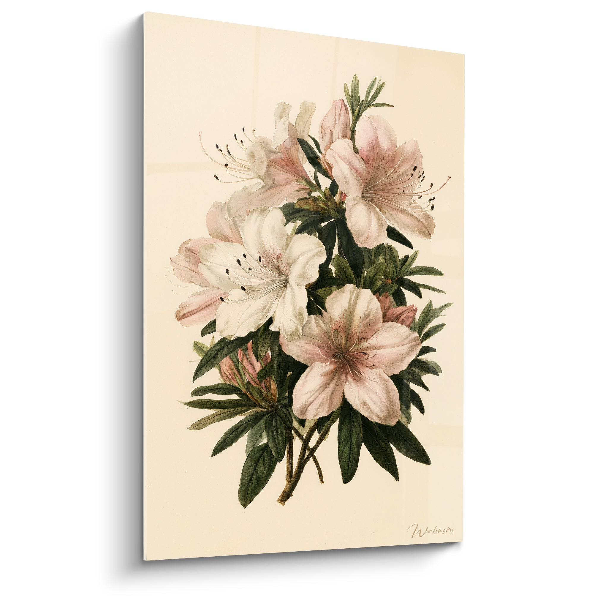 Azalée illustrée en fleurs rose pâle et ivoire, feuillage vert sombre sur fond crème texturé