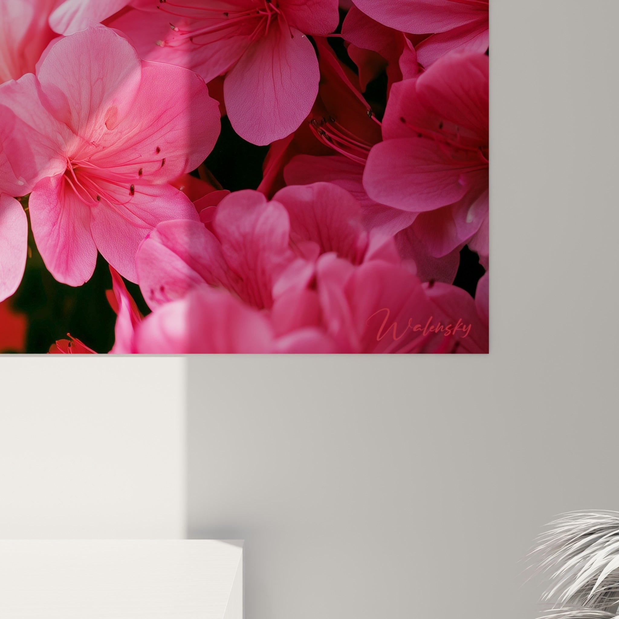 Détail des pétales d'azalée roses et fuchsia, textures soyeuses et étamines sombres visibles de près