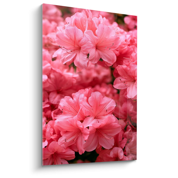 Cuadro Flores rosa coral con estambres finos - Masa densa en primer plano - Edición Azalea