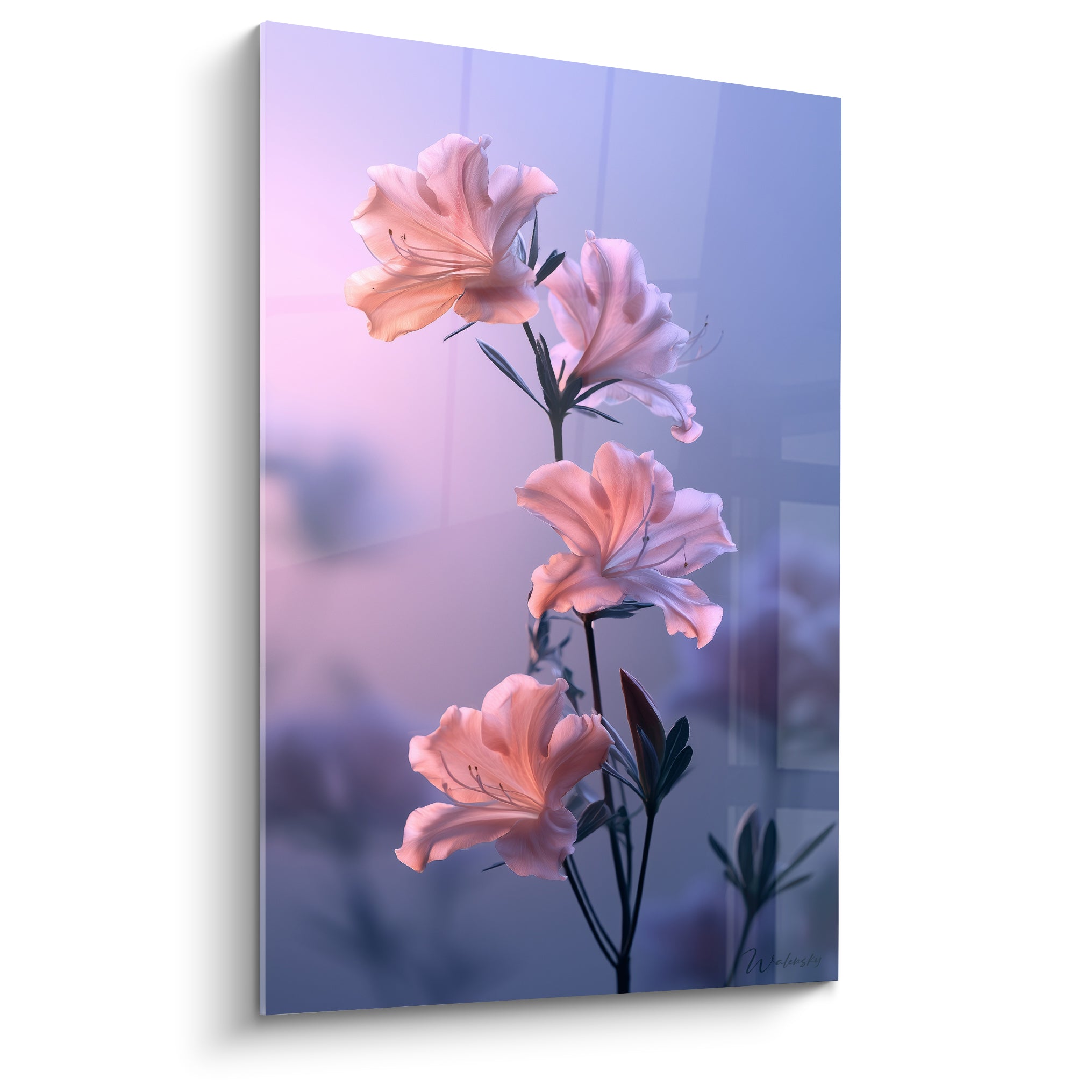 Azalée rose pêche et mauve, quatre fleurs en cascade sur fond crépusculaire flouté