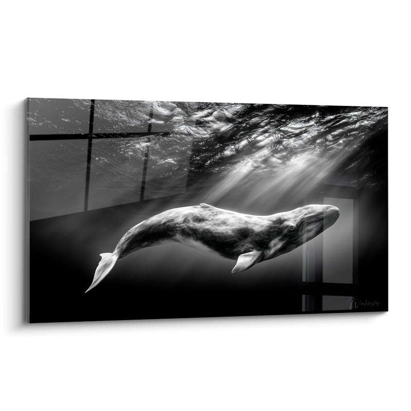 Tableau Baleine grise et noire rayons filtrant à travers vitre - Fenêtre immergée - Edition Baleine