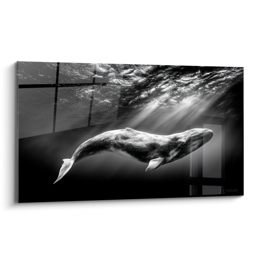 Tableau Baleine grise et noire rayons filtrant à travers vitre - Fenêtre immergée - Edition Baleine