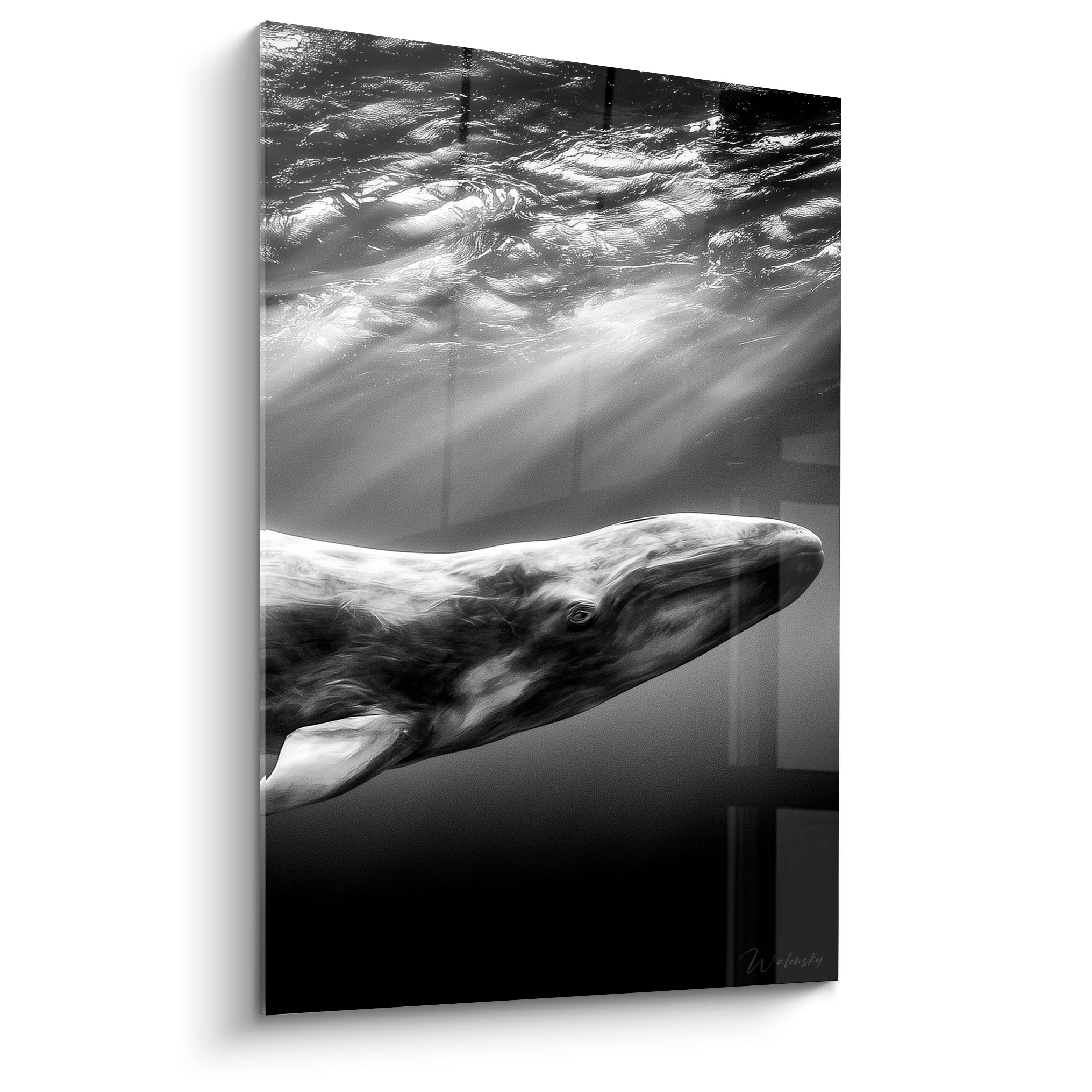 Baleine grise remontant vers la lumière, corps anthracite traversé de reflets argentés en noir et blanc
