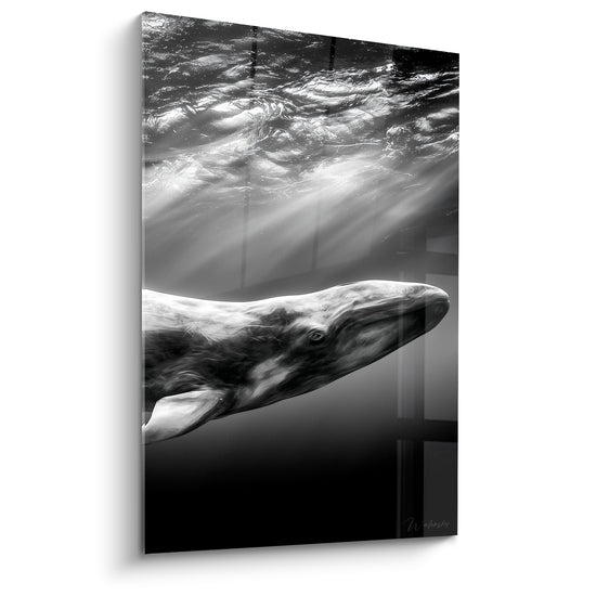 Tableau Baleine noir et blanc rayons de lumière - Ascension silencieuse - Edition Baleine