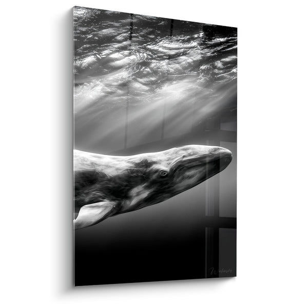 Wandbild Wal in Schwarzweiß Lichtstrahlen - Stille Erhebung - Wal Edition