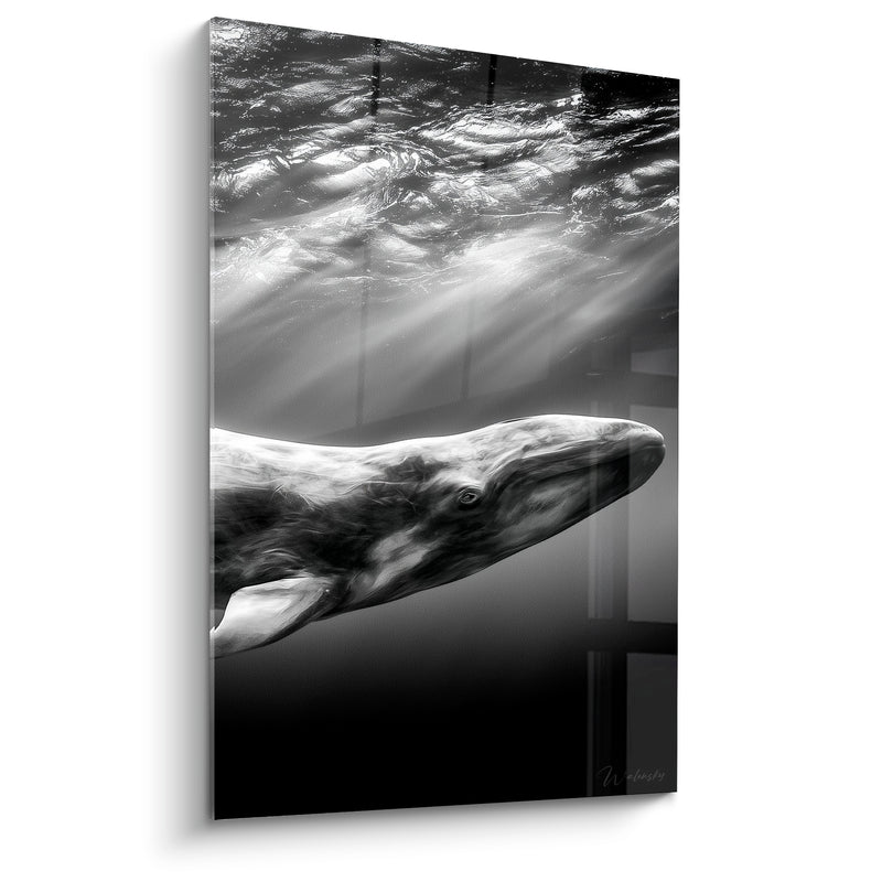 Tableau Baleine noir et blanc rayons de lumière - Ascension silencieuse - Edition Baleine