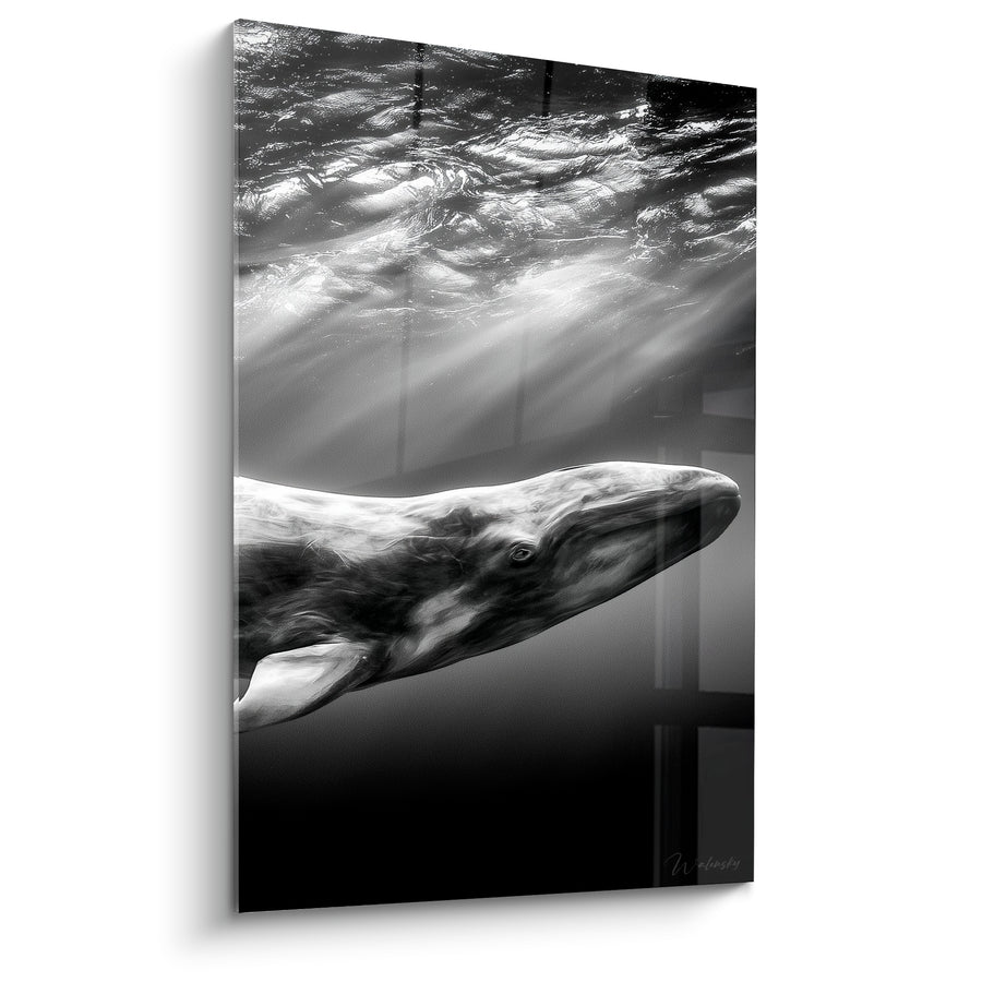 Tableau Baleine noir et blanc rayons de lumière - Ascension silencieuse - Edition Baleine
