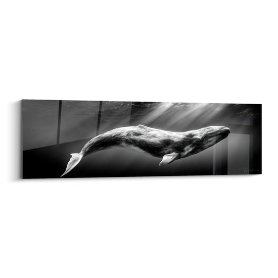 Baleine grise nageant, corps allongé, rayons de lumière blanche traversant l'eau noire profonde