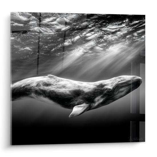Baleine grise glissant sous des rayons lumineux, contraste noir et blanc, peau texturée et reflets argentés
