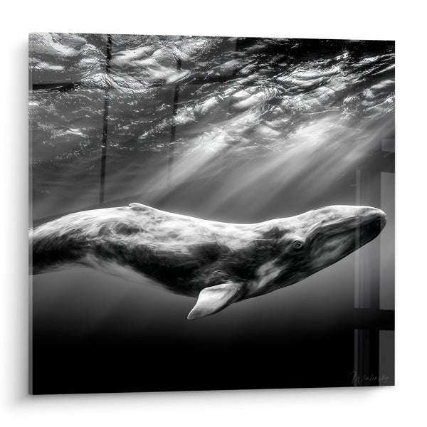 Cuadro Ballena blanco y negro rayos submarinos - Silencio de las profundidades - Edición Ballena