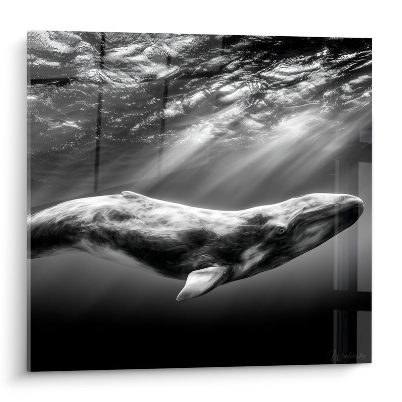 Tableau Baleine noir et blanc rayons sous-marins - Silence des profondeurs - Edition Baleine