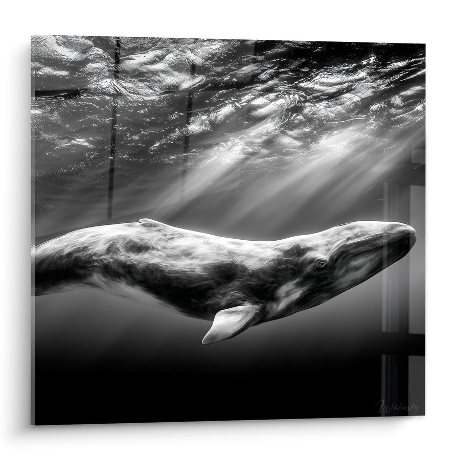 Tableau Baleine noir et blanc rayons sous-marins - Silence des profondeurs - Edition Baleine