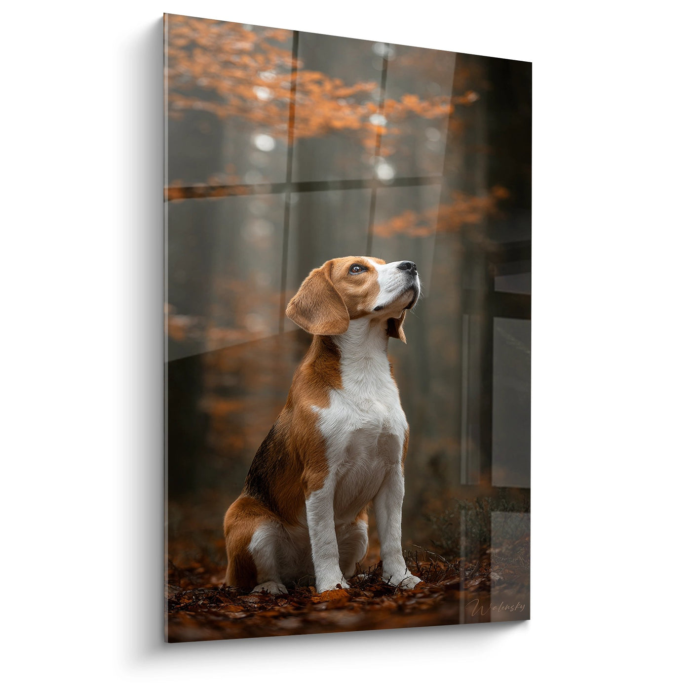 Obraz psa Beagle trójkolorowego