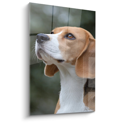 Beagle-Portraittafel mit Aufwärtsblick – Ergreifender Ausdruck – Beagle-Tafel-Edition