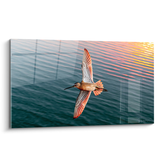Tableau Bécasse ailes déployées au-dessus de l'eau - Envol du soir - Edition Bécasse