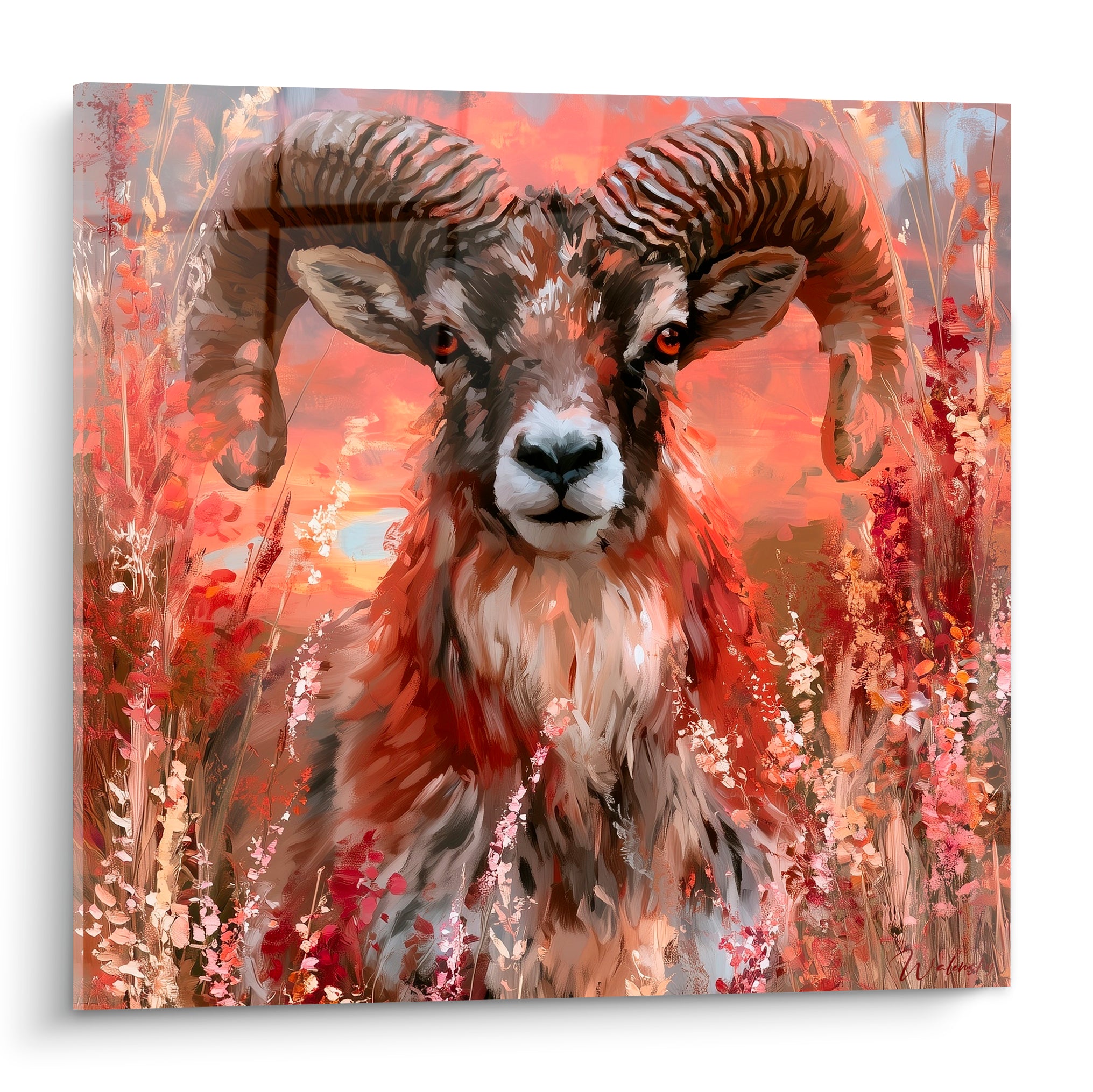 Mouflon aux cornes striées, pelage terracotta et blanc, fond corail crépusculaire, herbes sauvages