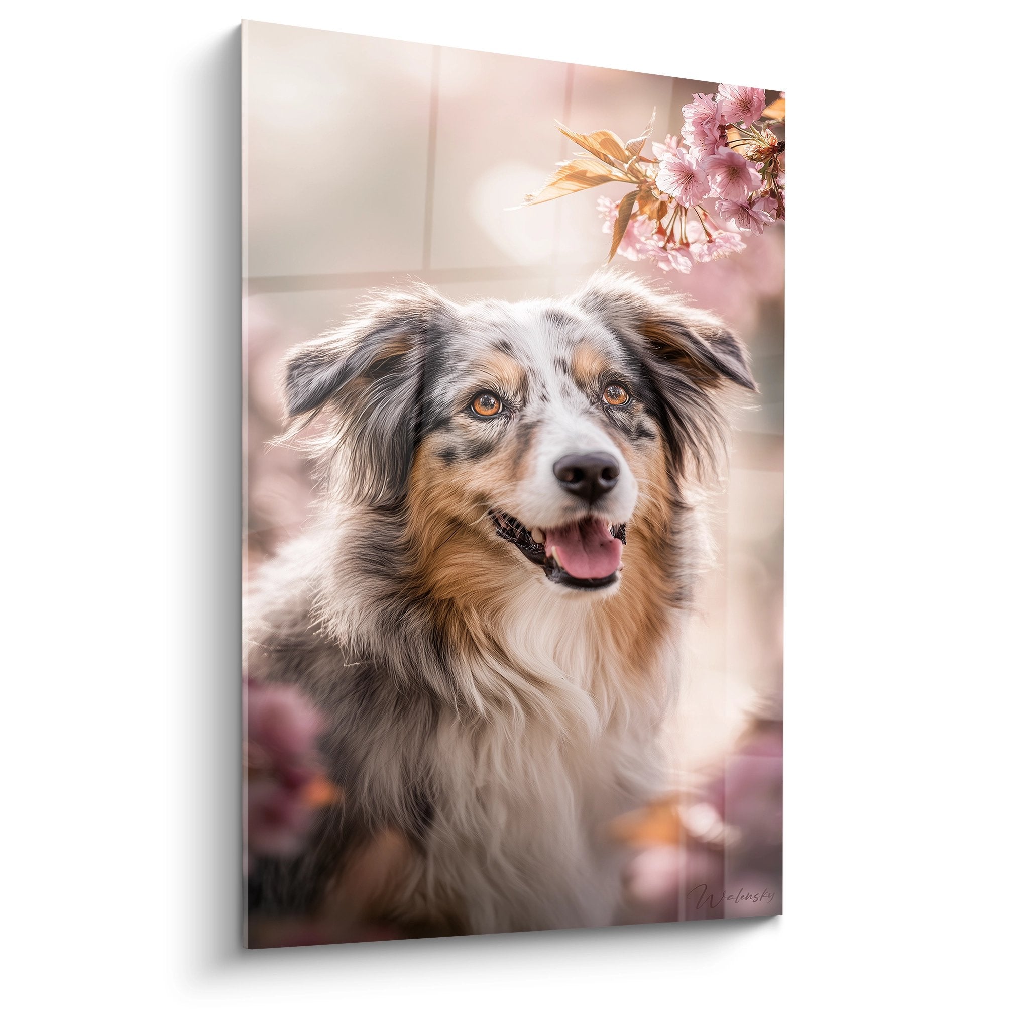Australian Shepherd portrait with amber eyes under pink cherry blossoms, tricolor coat, spring atmosphere