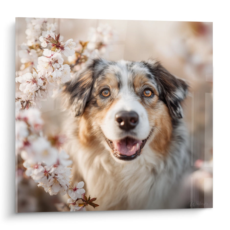 Tableau Berger Australien aux Yeux Ambrés avec Fleurs de Cerisier - Portrait Printanier - Edition Tableau Berger Australien