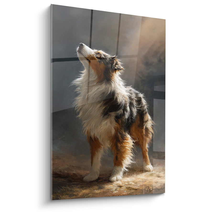 Tableau Berger Australien Hurlant au Soleil Couchant - Appel Sauvage - Edition Tableau Berger Australien