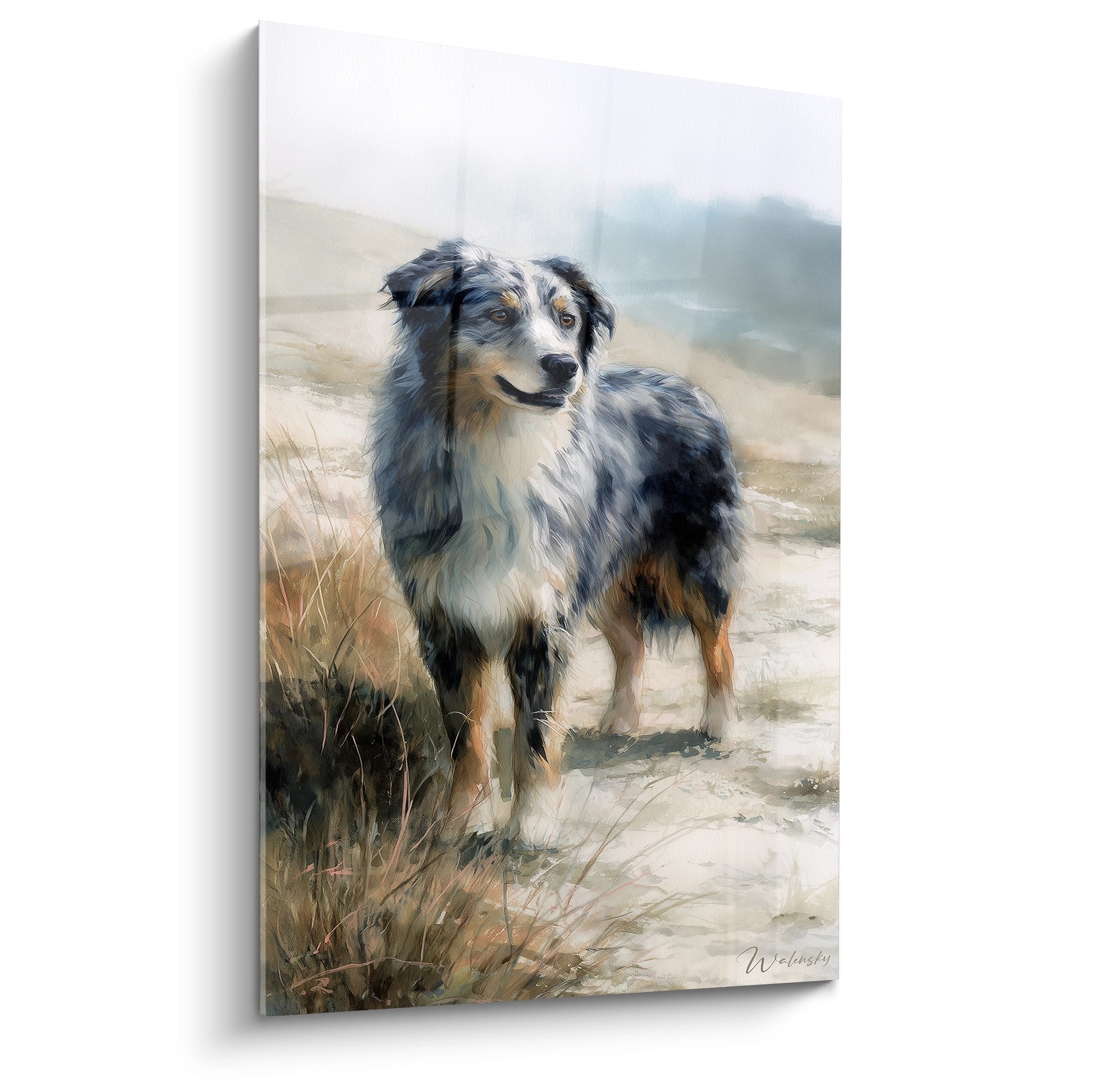 Tricolour Australian Shepherd with amber eyes in golden heathland landscape and mist