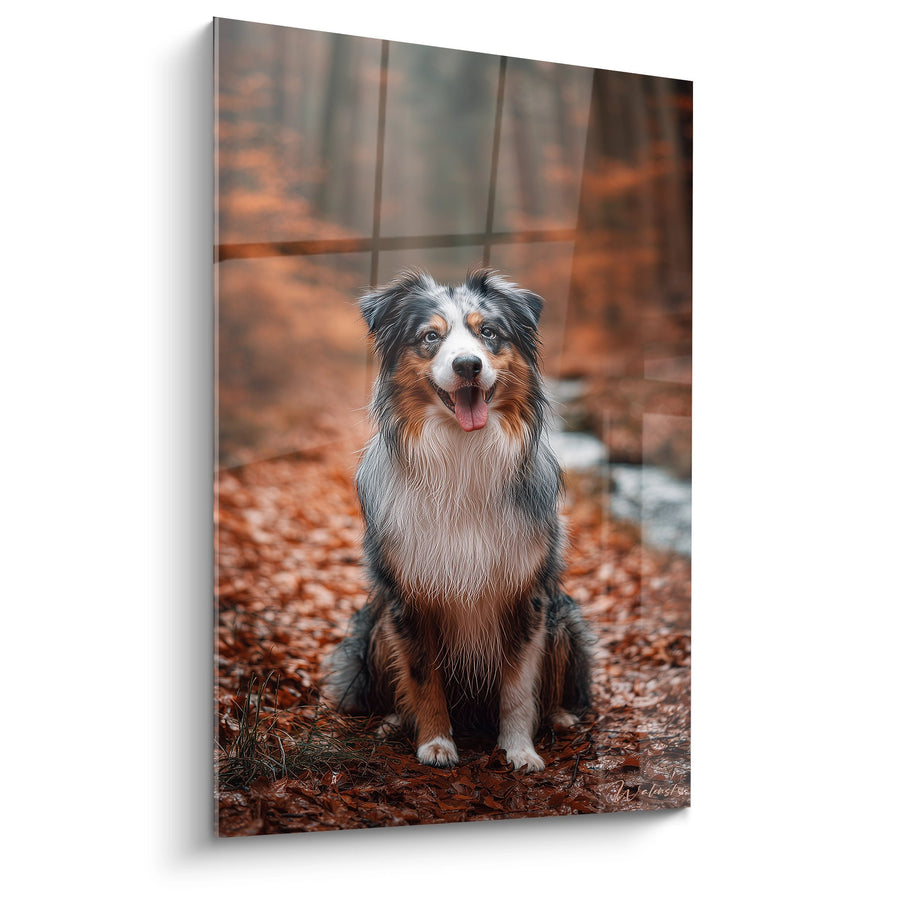 Tableau Berger Australien Tricolore Assis dans Forêt d'Automne - Portrait Canin Chaleureux - Edition Tableau Berger Australien