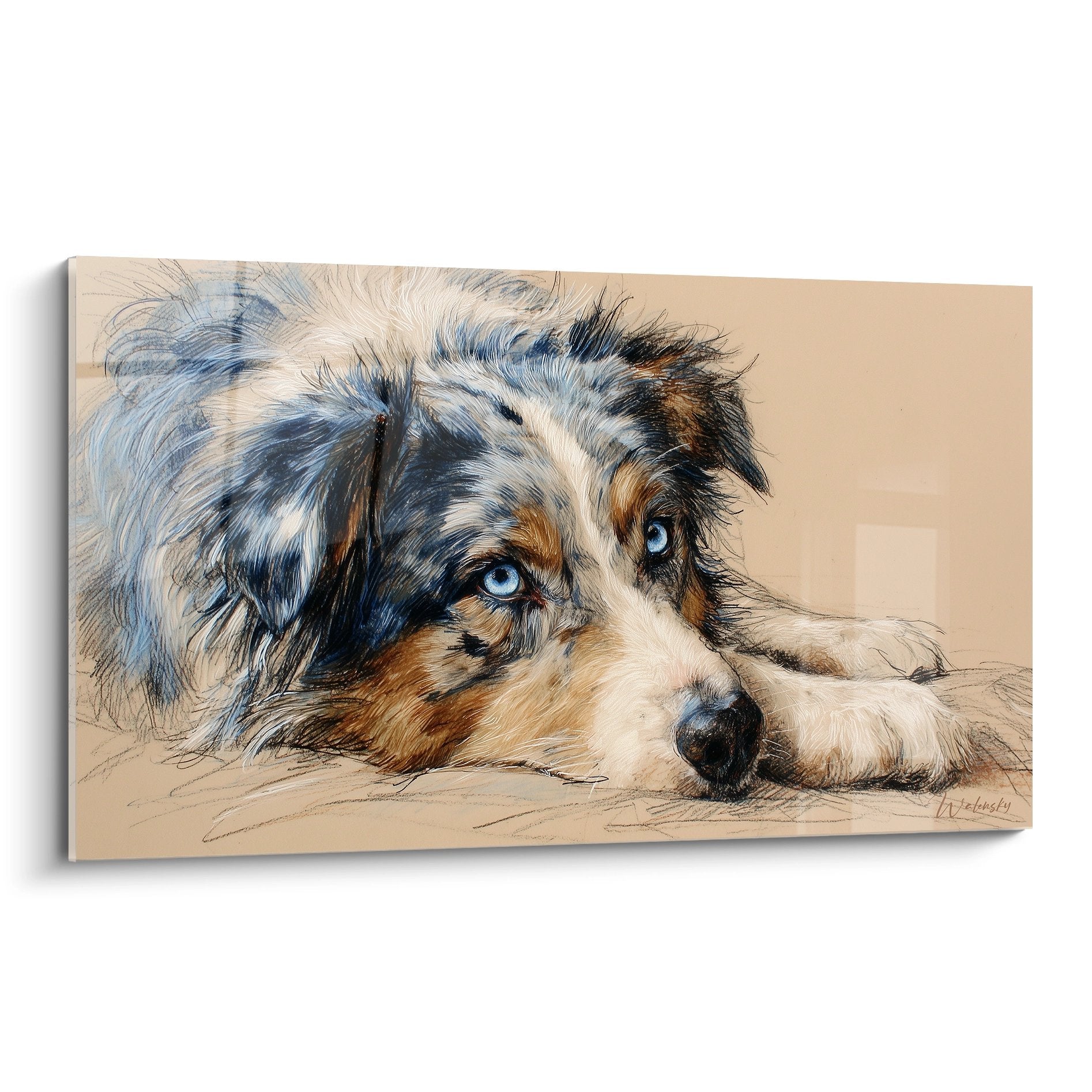 Blue-eyed Australian Shepherd dog lying down relaxed pose realistic canine portrait