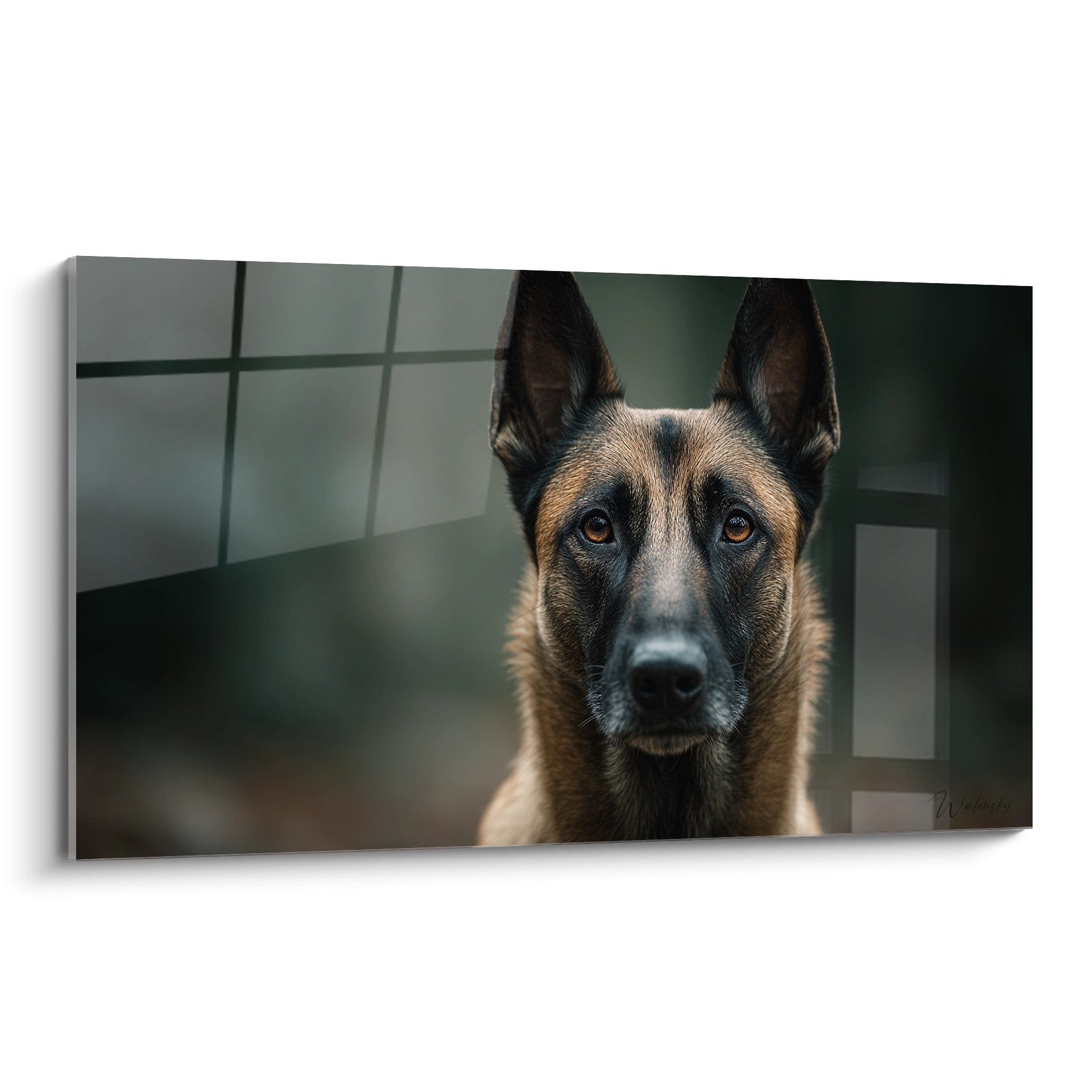 Portrait de Berger Belge Malinois aux yeux dorés dans environnement moderne - tableau mural canin contemporain