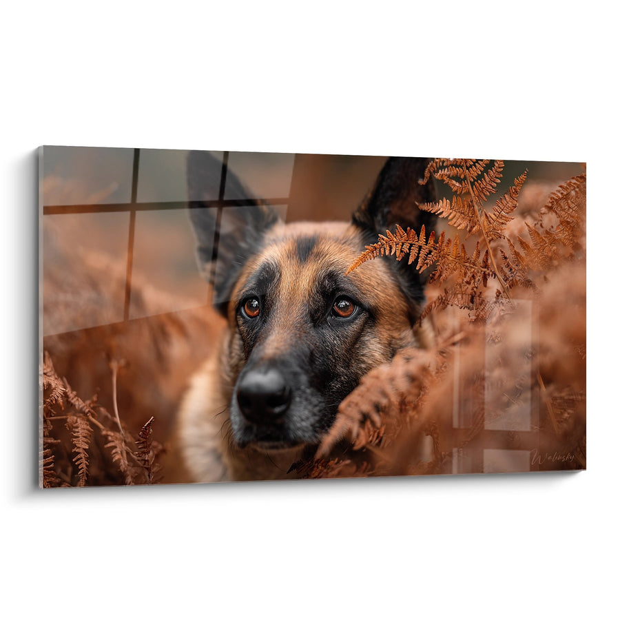 Tableau Berger Belge Malinois aux Yeux Ambrés dans les Fougères - Regard Sauvage - Edition Berger Belge Malinois