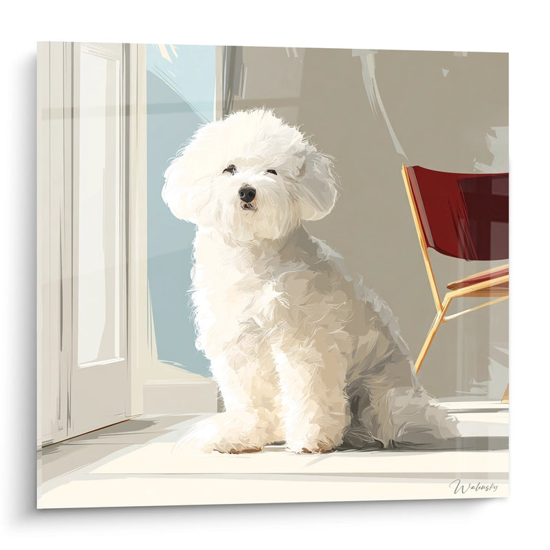 Quadro Bichon Frisé Bianco Seduto Vicino a Finestra - Compagno Fedele - Edizione Bichon Frisé