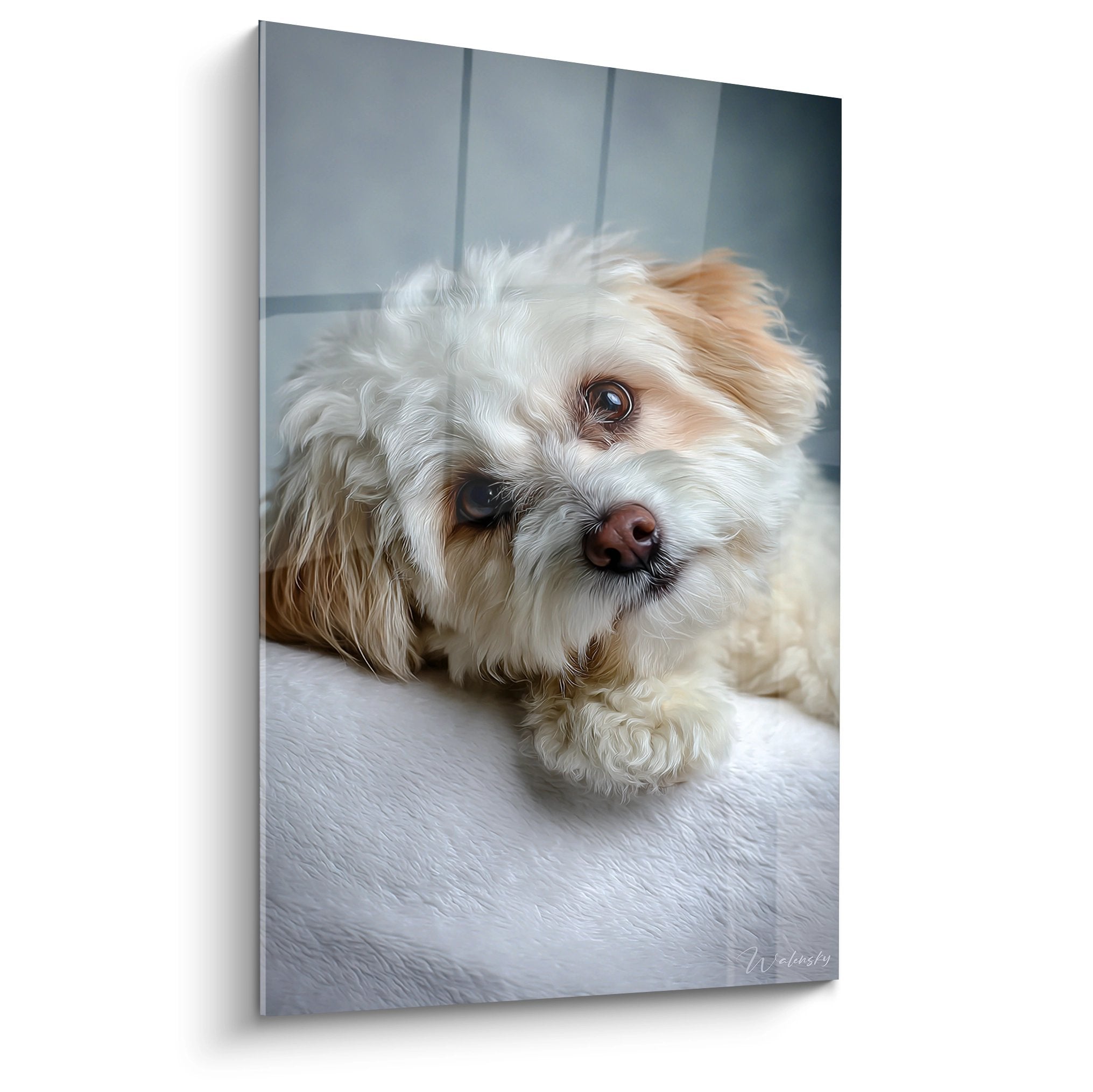 Tableau portrait Bichon Havanais blanc aux yeux tendres allongé sur lit, regard doux, pelage soyeux, ambiance matinale