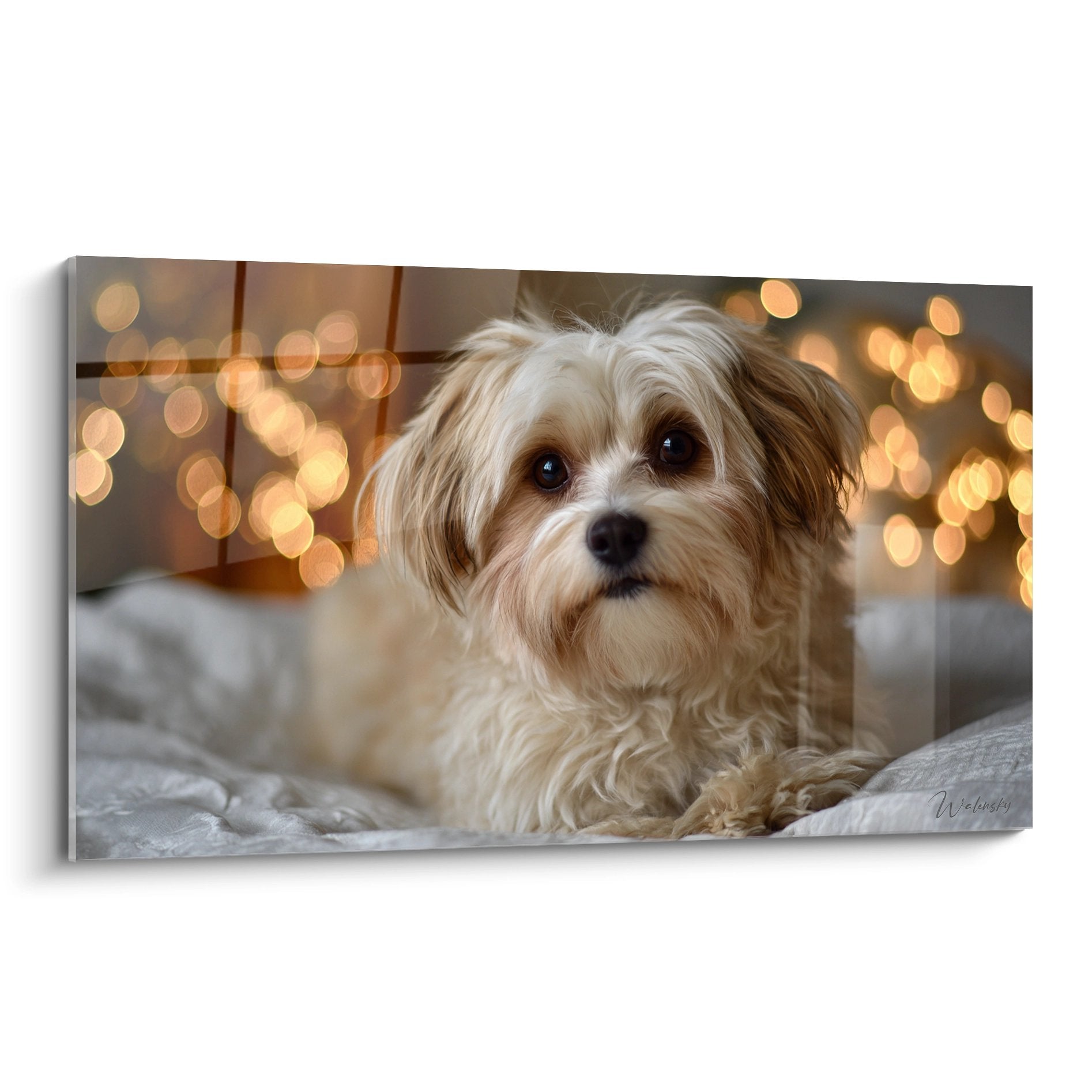 Portrait de Bichon Havanais aux yeux tendres allongé sur lit avec lumières dorées bokeh en arrière-plan