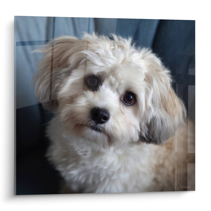 Tableau Portrait Attendrissant aux Tons Crème et Beiges - Regard Tendre - Edition Bichon Havanais